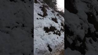 preview picture of video 'live dhanaulti snow fall 2017'