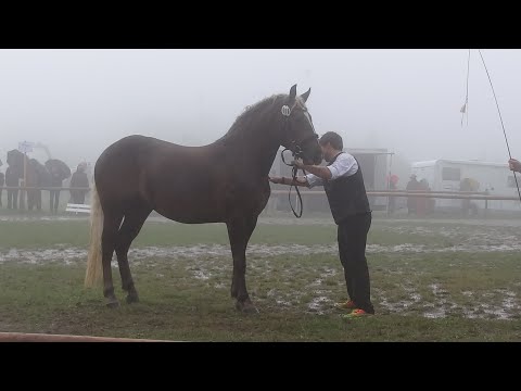 Rossfest 2022 - Zukunftspreis - 1. Abteilung Siegerin der 2-jährigen Stuten: 08. Eluna Darleen