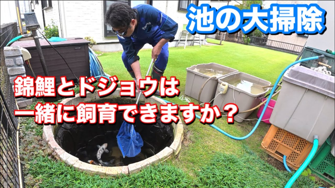我が家の庭池生態系が特別なのか?