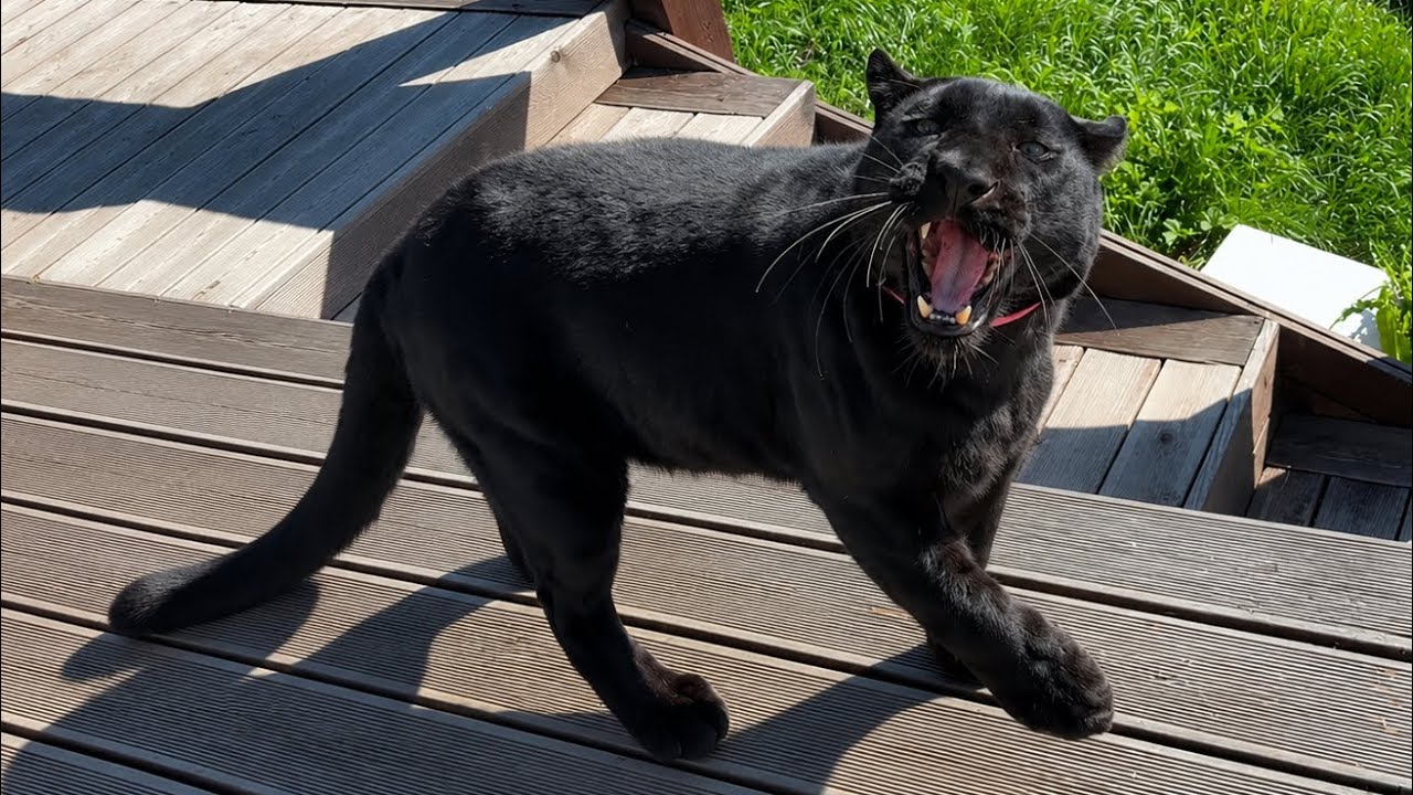 Lots to do in the village with Luna the panther and CO 😸(ENG SUB)