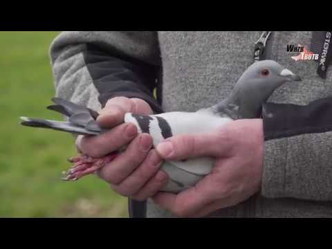 WHZB/TBOTB 2018 Winners - 1st Short Distance: Langen Brothers, De Lutte  (with English subtitles)