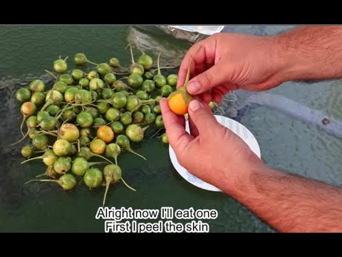 Picking And Eating Mandrake (Mandragora officinarum) Fruits - Picked 1.3KG
