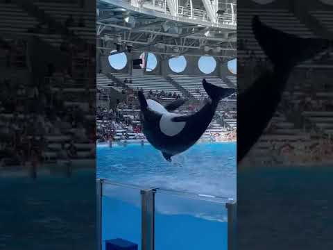 Big Splash!!! Orca Show at Sea World!