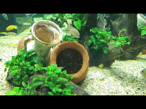 Neolamprologus olivaceous