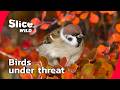 The Hidden Wars of Garden Birds I FULL DOC | SLICE WILD DEFAULT Thumbnail