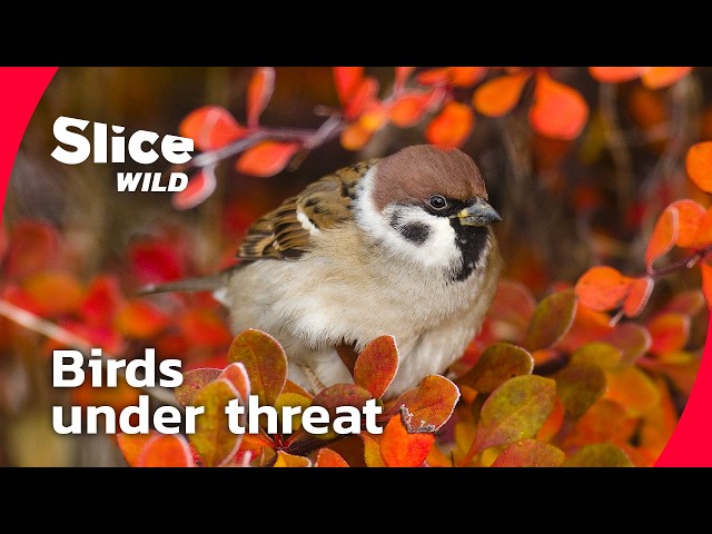 The Hidden Wars of Garden Birds I FULL DOC | SLICE WILD SDDEFAULT Thumbnail