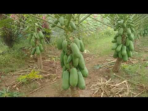 penyiraman pepaya California di musim kemarau. umur 6 bulan 17 hari.