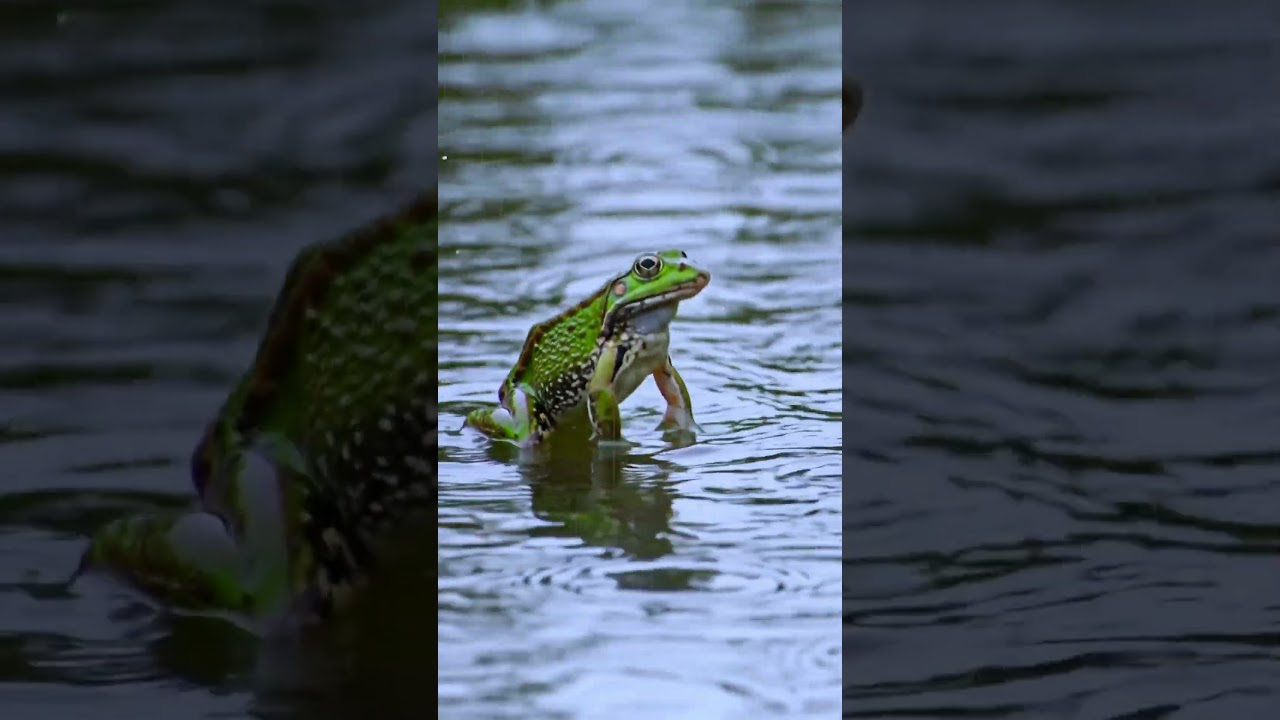 frog jump #frog #jump #shortfeed #shorts #shortvideo #viralvideo #animals #comedy #nature #funny
