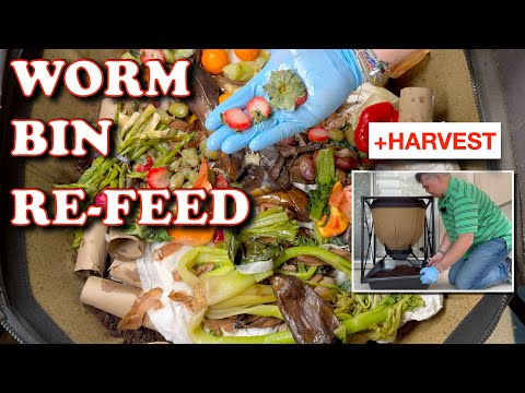 , title : 'Massive Feeding & Harvest After 68 Days In My Urban Worm Bag | Vermicompost Worm Farm'