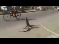 Komodo Dragons Dancing