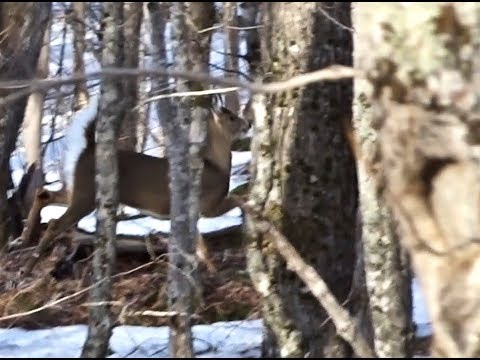 Shaman Sun; Shaman Shadow #deepecology #spiritualecology #forest