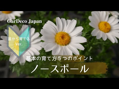 ポネリナエについて詳しく解説