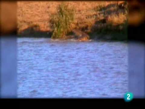 download lagu mp3 mp4 Batalla De Kruger, download lagu Batalla De Kruger gratis, unduh video klip Download Batalla De Kruger Mp3 dan Mp4 Music Online Gratis
