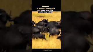 Download lagu Roaming in herds is fine, but the real fun is just hanging out with the boys like a bunch of wild... mp3