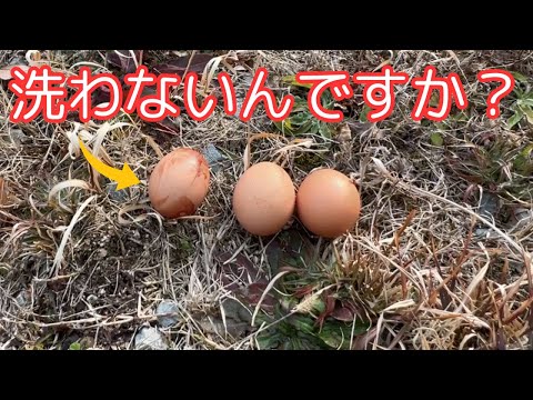 鶏の卵は臭い、環境が悪い、飼育シェルター、衛生、消毒スペース、保護食品