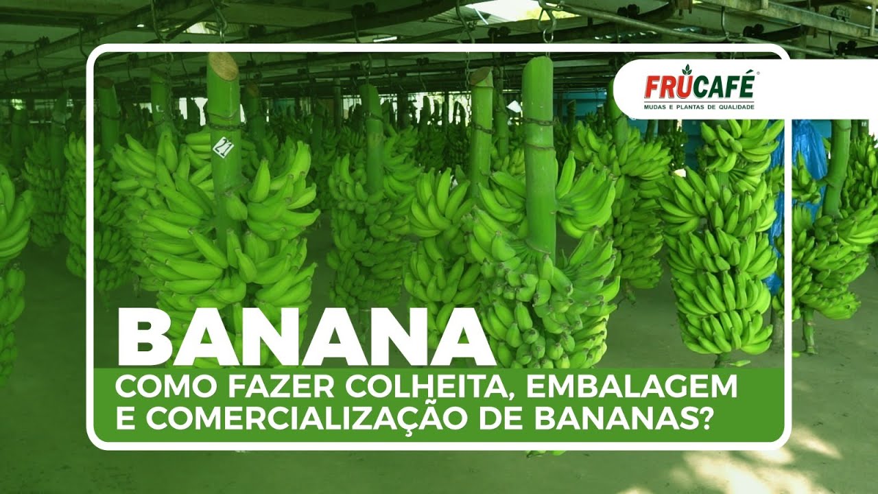Como Fazer Colheita, Embalagem e Comercialização de Bananas? Com Fabrício Carraretto | Docebela