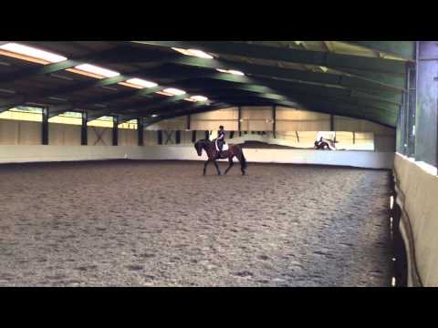 Duke Cleveland Bay schooling