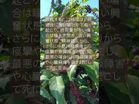 森林の泡沫雑草 植物