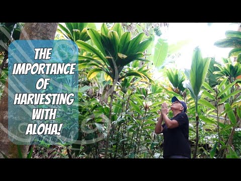 🌿Harvesting with ALOHA: Why Asking Permission Before Picking Leaves, Plants and Flowers Matter!🌿