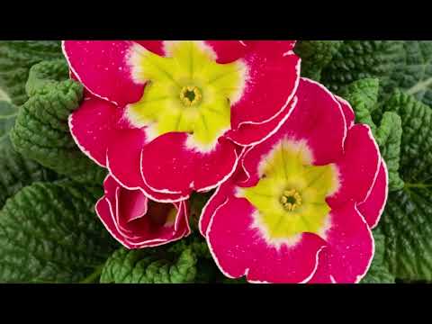 Fractal Flowers Therapy Video: Beautiful and Relaxing Kaleidoscopic Flowers Set to Healing Music