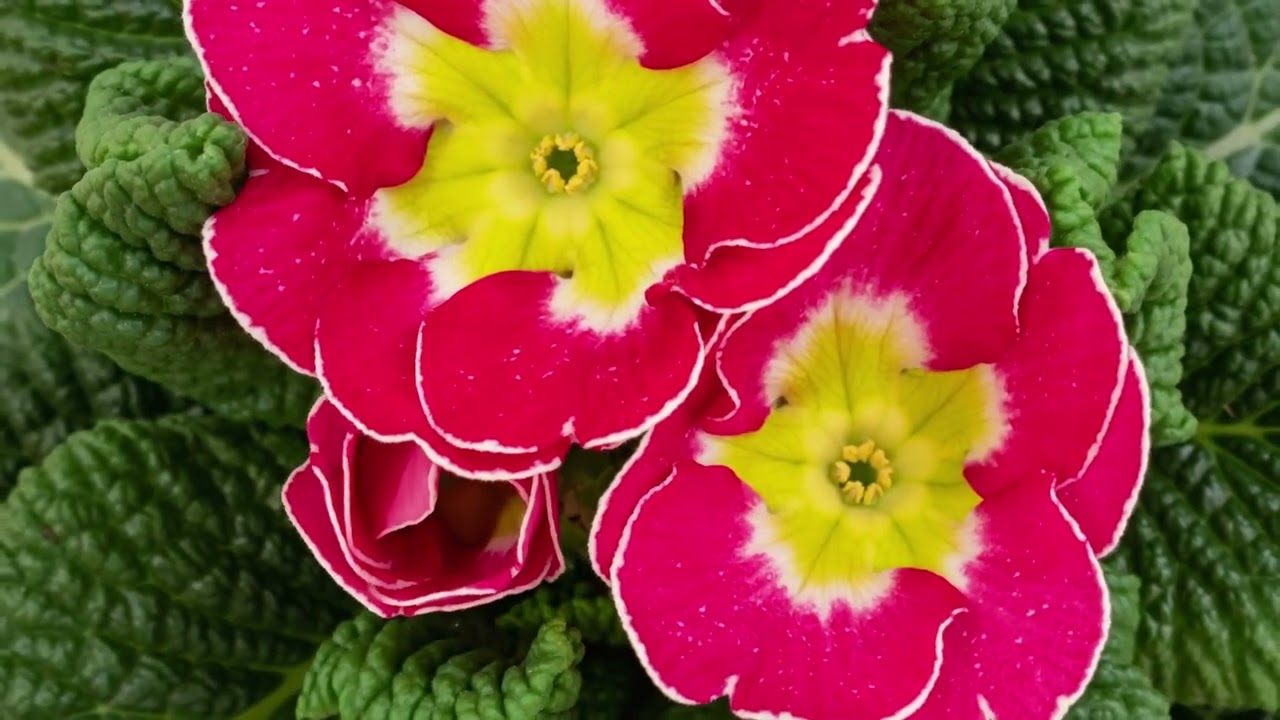 Fractal Flowers Therapy Video: Beautiful and Relaxing Kaleidoscopic Flowers Set to Healing Music