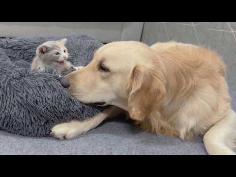 YouTube 썸네일
