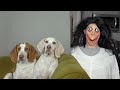 Momo Pranks Dogs: Funny Dogs Maymo & Potpie Have Fun with Momo