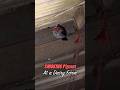 Shooting Pigeons Off The Rafters Airgun Pest Control