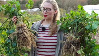 Harvesting Winter Vegetables for Christmas