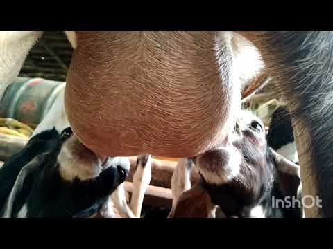 Baby Goat Drink milk/ Goat baby /Goat funny video