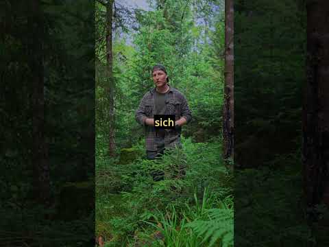 Schmalreh -und Kitzbejagung 🦌🌿 - Frag den Jäger