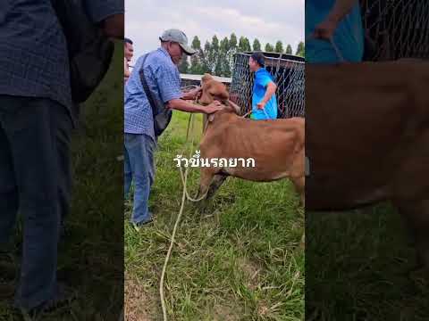 วัวขึ้นรถยาก #ตลาดนัดโคกระบือ #cow #คนเลี้ยงวัว #วัวนอน #วัวน้อย #วัวมึน #พ่อค้า #นายฮ้อย #ตลาดวัว
