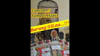 Download lagu Lovebird Fighter Ngekek Panjang mp3