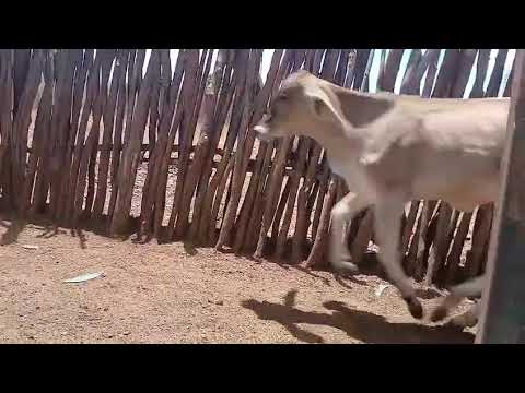 ➡️ *PROMOÇÃO 60 Bezerros: 920 reais cada em Água Branca/ Paraíba. Whatsapp 84 99810 2784*#gado 