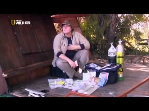 Deadly Crocodiles of the Nile River   National Geographic Wild   HD 720p