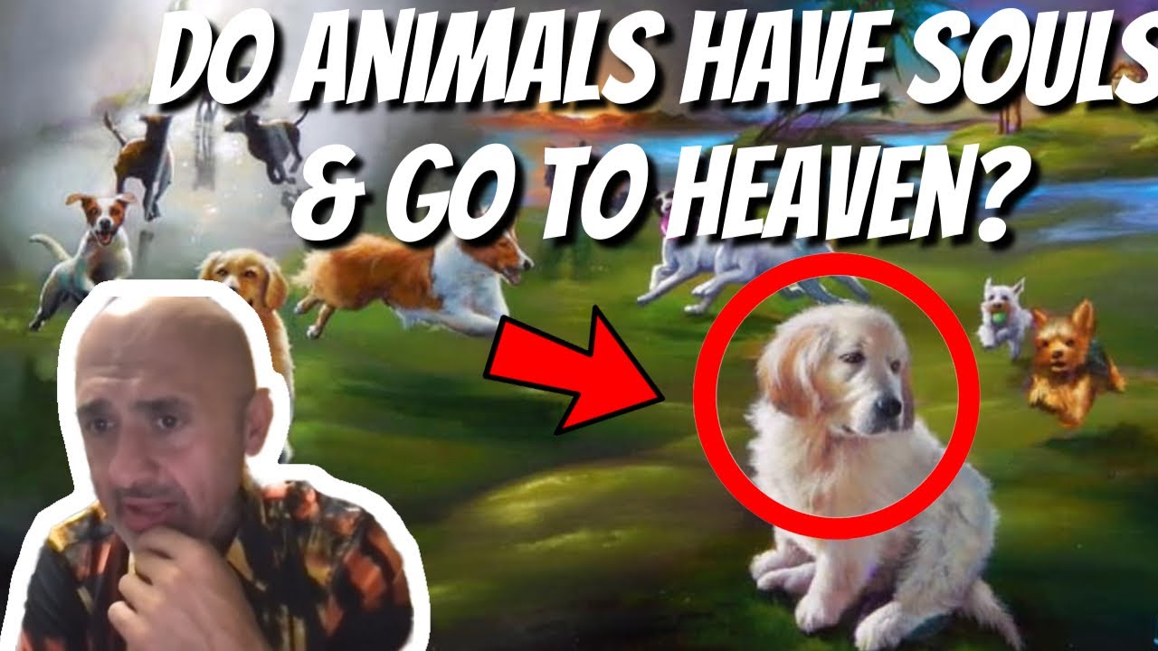Do Animals & Pets have Souls in the Bible and go to Heaven ? | Sam Shamoun