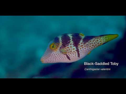 17 Odd-Shaped Swimmers C - scuba diving video