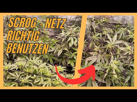 SCROG für Anfänger! Schritt für Schritt zum besten Ertrag! 🥦 GROW UPDATE