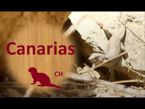 🌳 Islas Canarias - Documental de FOTOTRAMPEO 🦎 GRAN CANARIA, LA ISLA CON MIL PAISAJES | Tenerife
