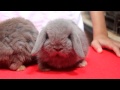 Holland Lop - 33 days old baby bunny by JP ...