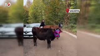 Asırlık Gelenek Sürdürülüyor Keremali Yaylası'ndan Renkli Dönüş Şöleni