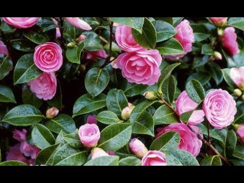 , title : 'How to grow Camellia plant || how to care Camellia plant
