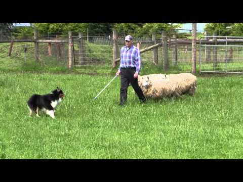 AKC GCH/ASCA CH Melodys Night Moves at Baywind, (Seger) - herding practice 5-5-12 B