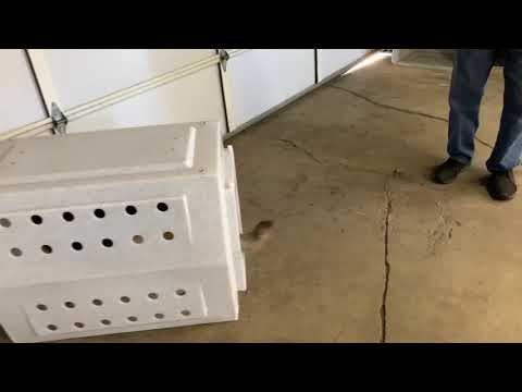 82 year old Man and his dog