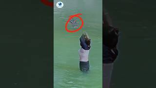 Download lagu buaya besar muncul saat mandi di sungai #animals #amazing #buayabesar mp3