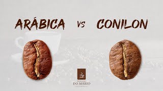 Arábica ou Conilon, qual é o melhor?