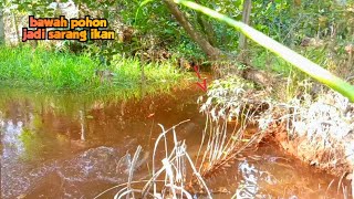 Download lagu MANCING DI RAWA TEMUKAN SARANG IKAN DI BAWAH POHON mp3