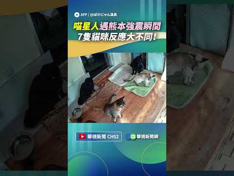 喵星人遇熊本強震瞬間　7隻貓咪反應大不同！｜👍小編推新聞20260729 #shorts