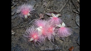 西表島カヌークラブぱいしぃず