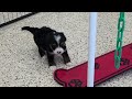 Mini Bernedoodle dogs for sale: Niles - Video 1